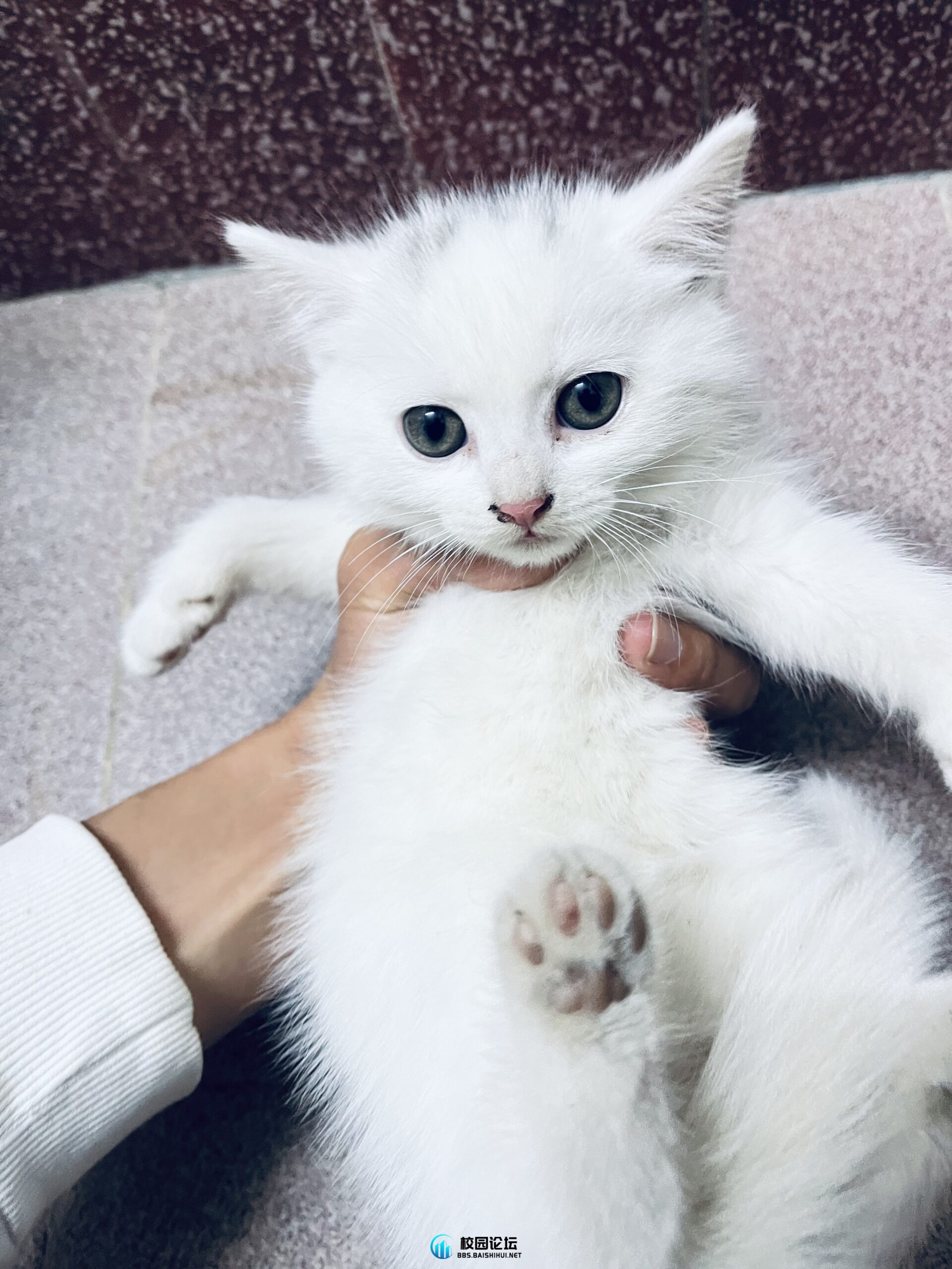 喵咪找主人 - 校园论坛