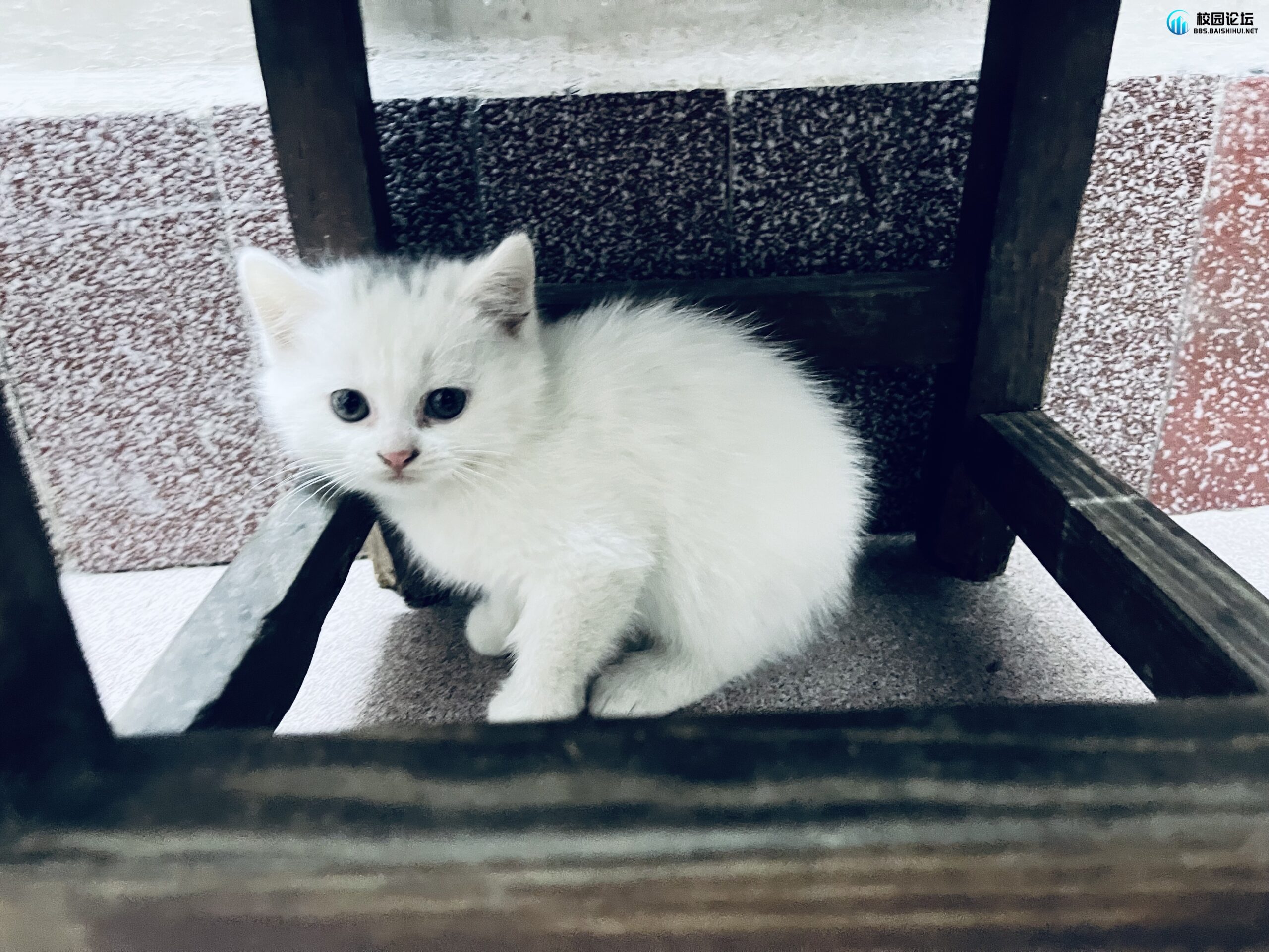 喵咪找主人 - 校园论坛