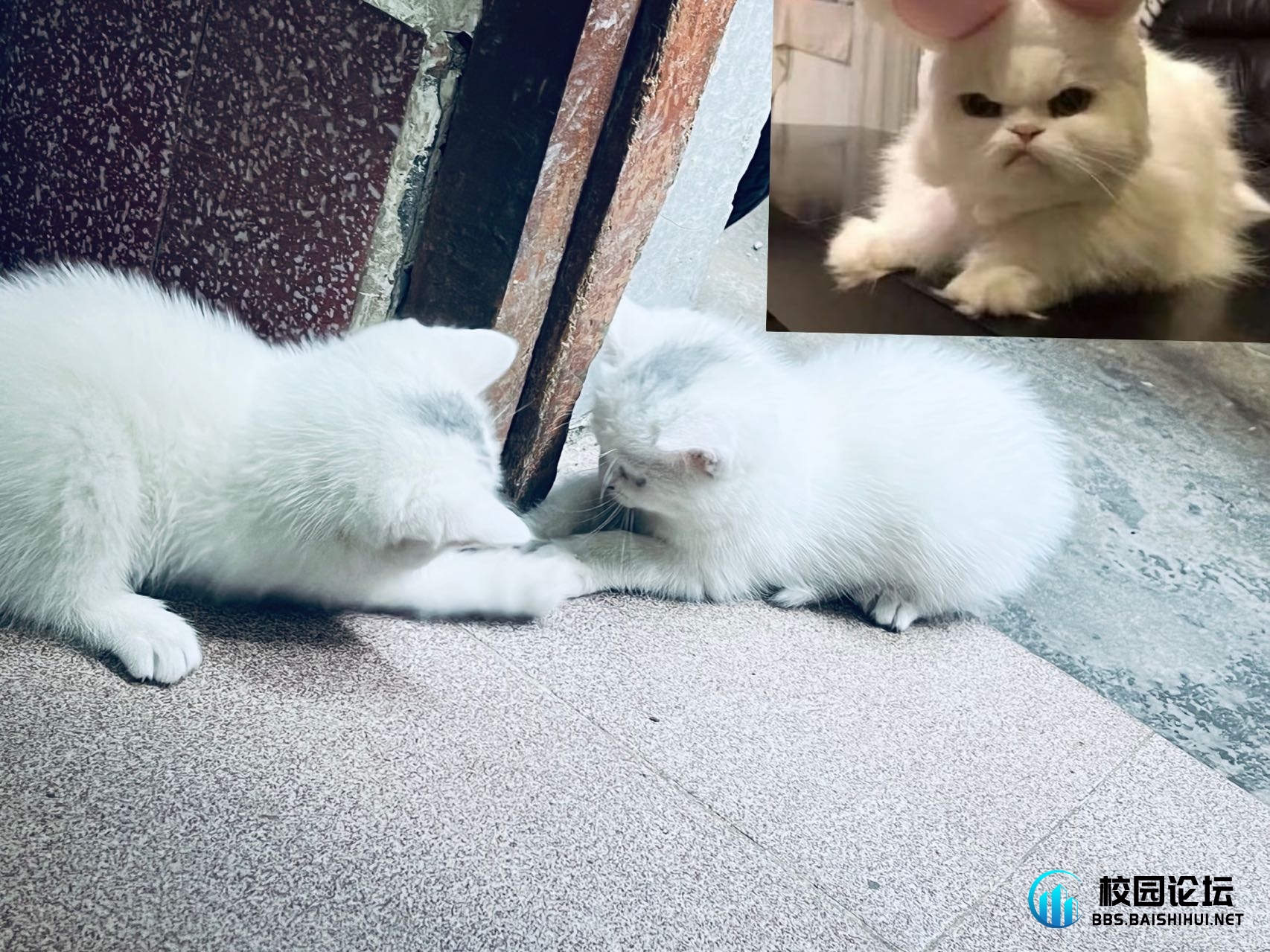 喵咪找主人 - 校园论坛