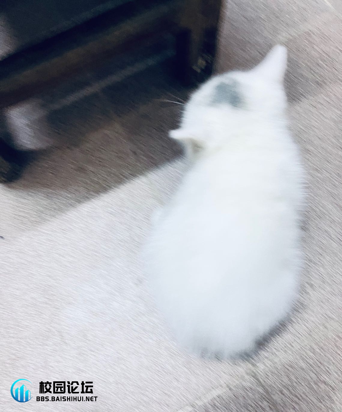 喵咪找主人 - 校园论坛