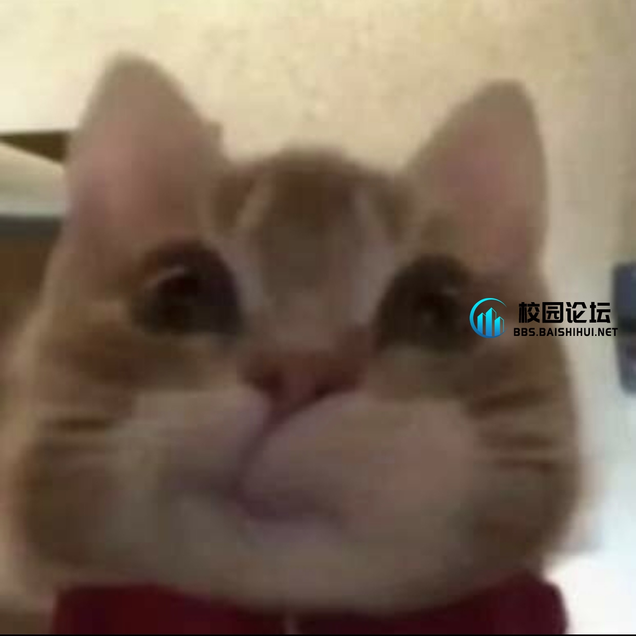 宇宙超级无敌厉害帅气霹雳黑化美女 - 校园论坛