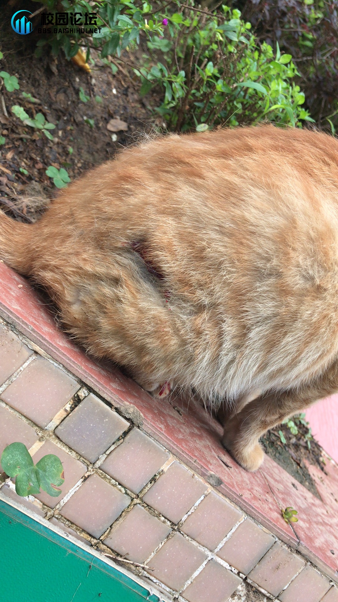 伤害小猫的人会被放进榨汁机的！！ - 校园论坛