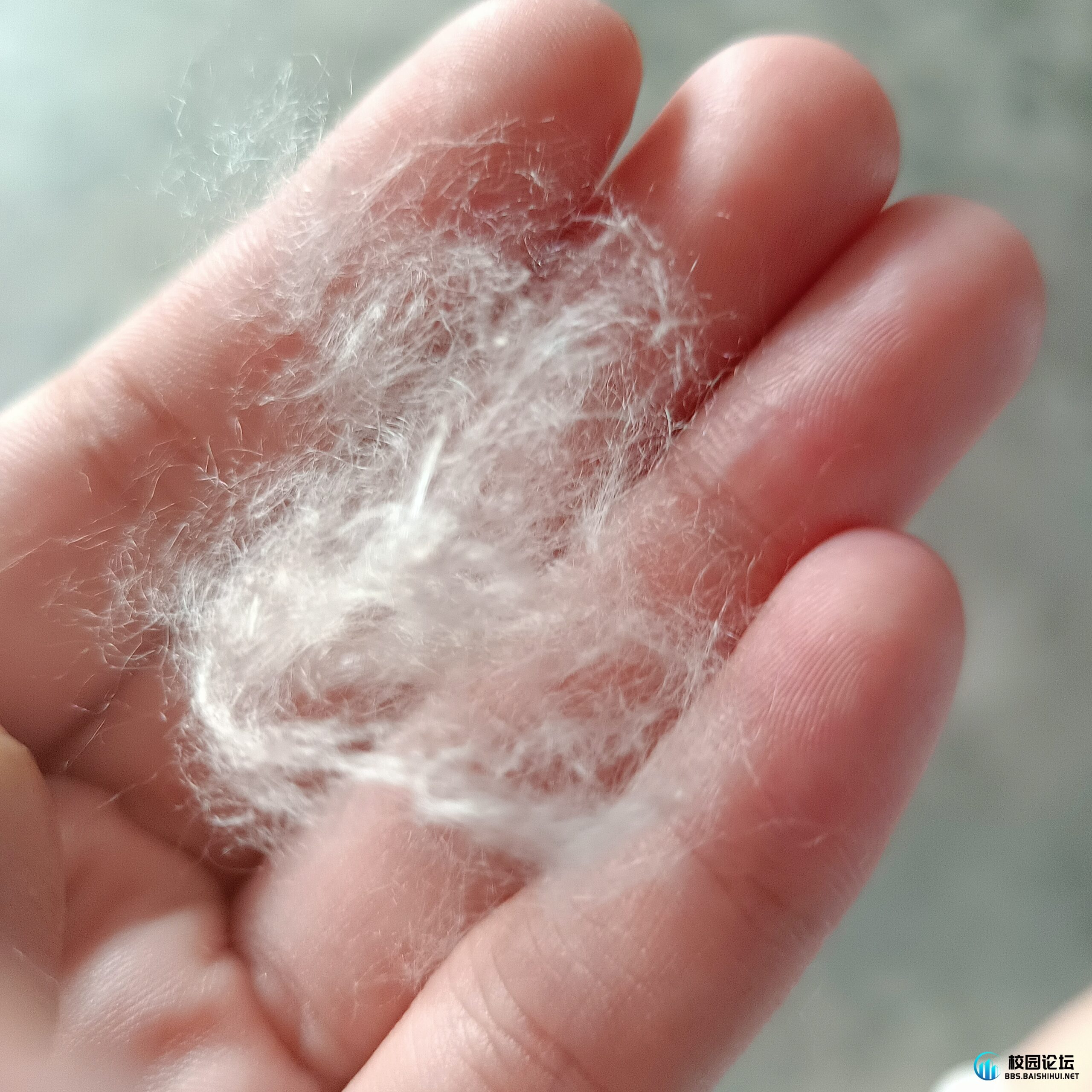 木棉落，希望升 - 校园论坛