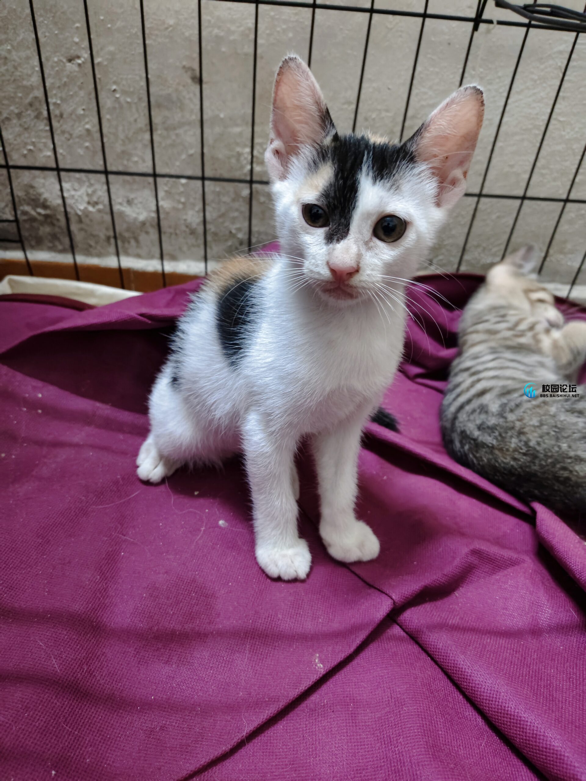 低价出售小猫要的可以+
a963824777 - 校园论坛