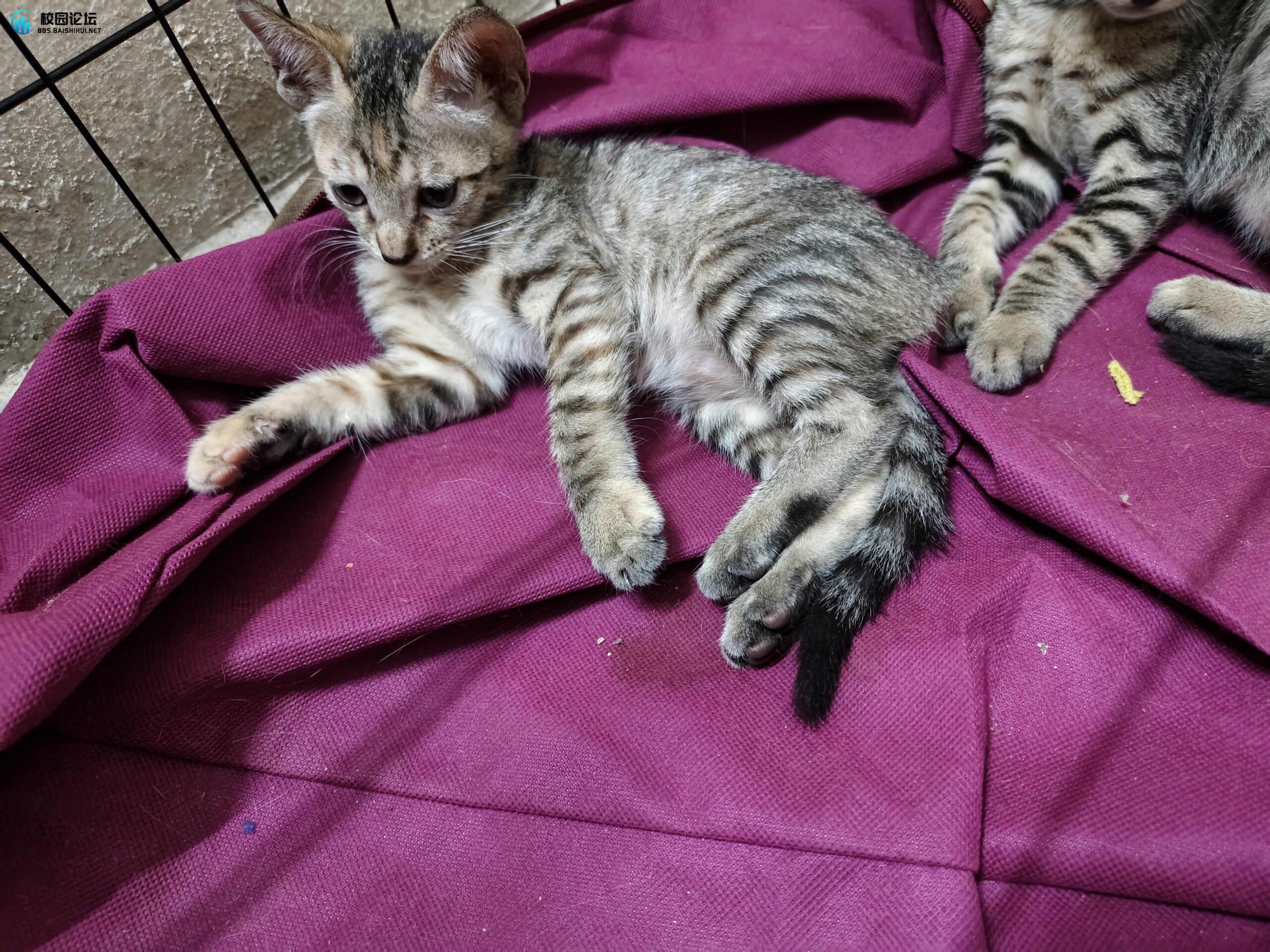 低价出售小猫要的可以+
a963824777 - 校园论坛