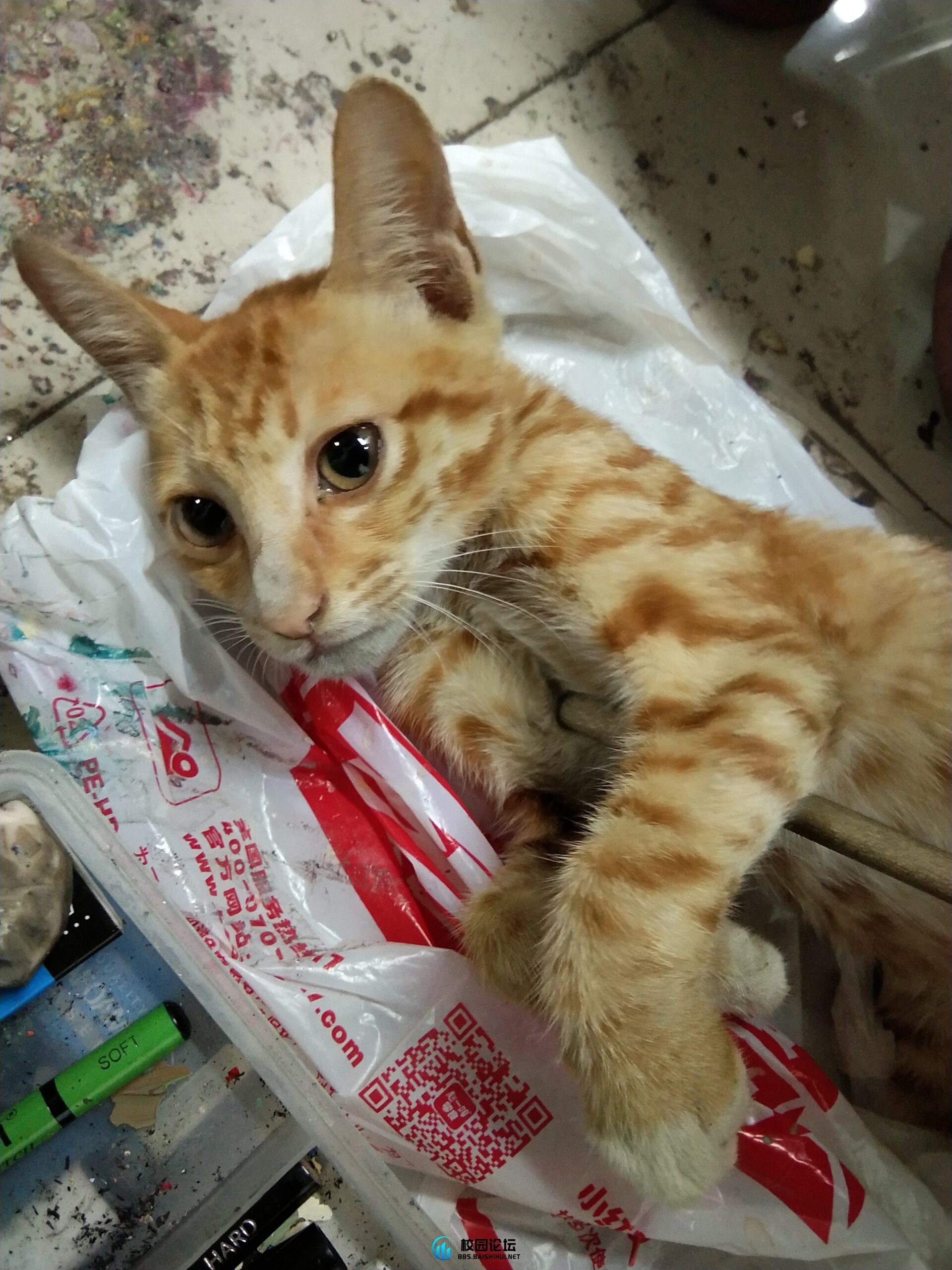 领养小猫 - 校园论坛