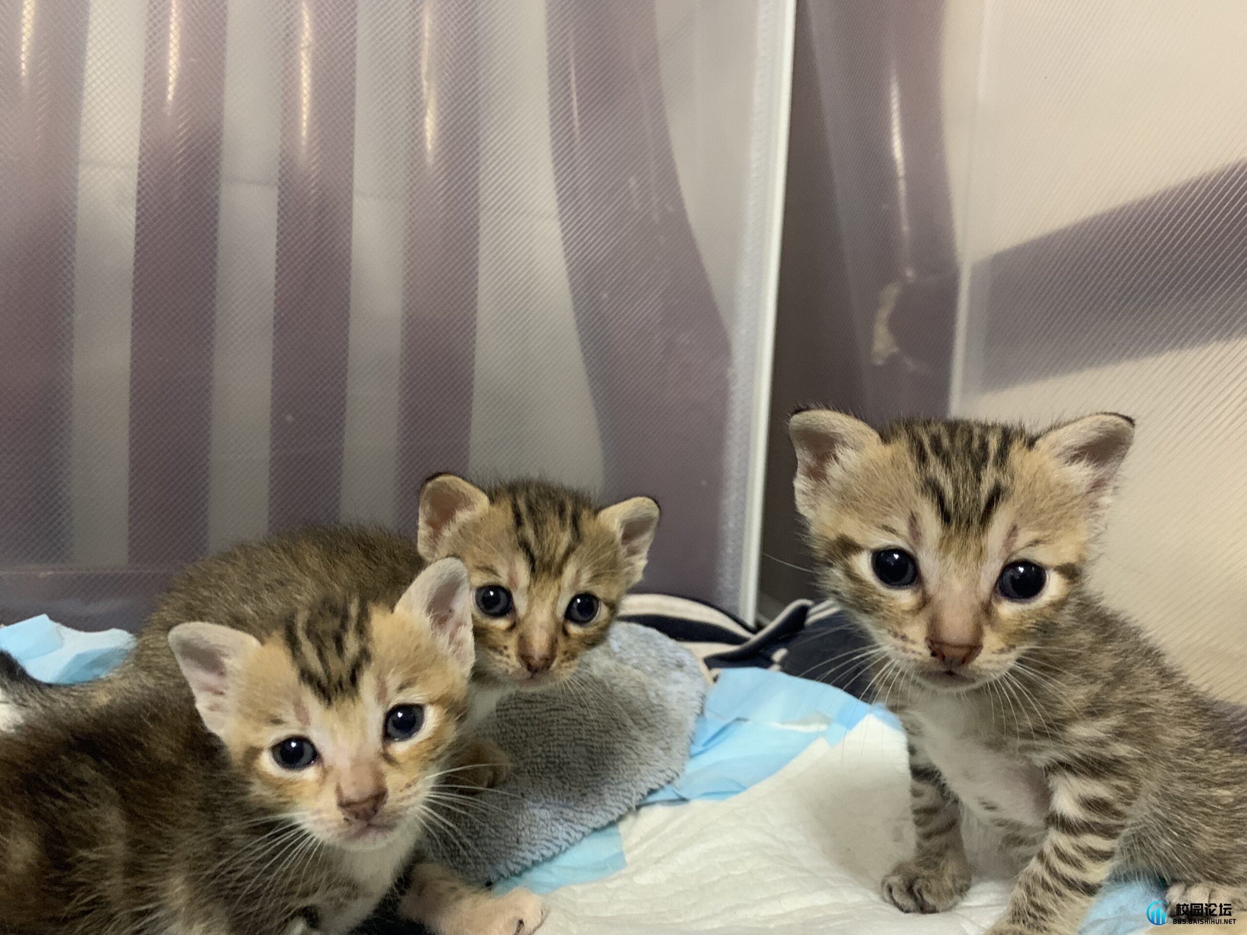 领养小猫 - 校园论坛