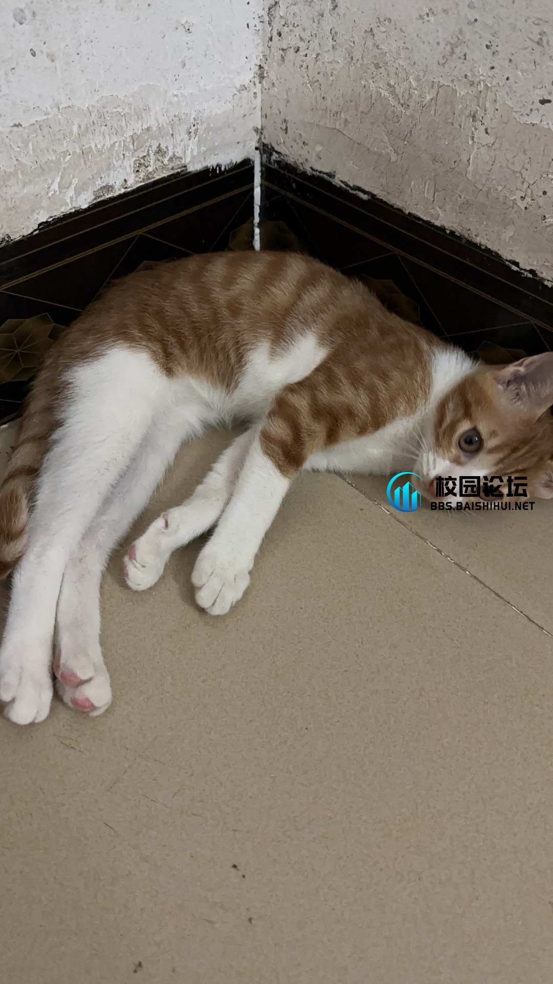 小猫咪 - 广宁第一中学•万能墙论坛 - 万能墙 - 校园论坛