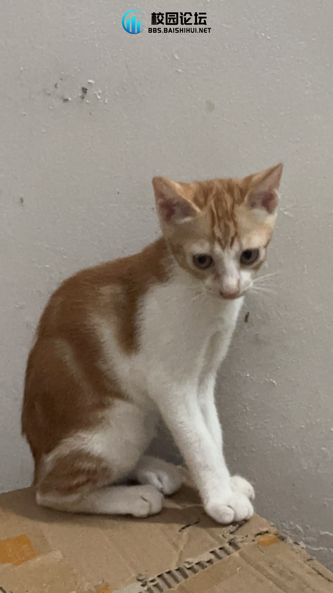 小猫咪 - 校园论坛