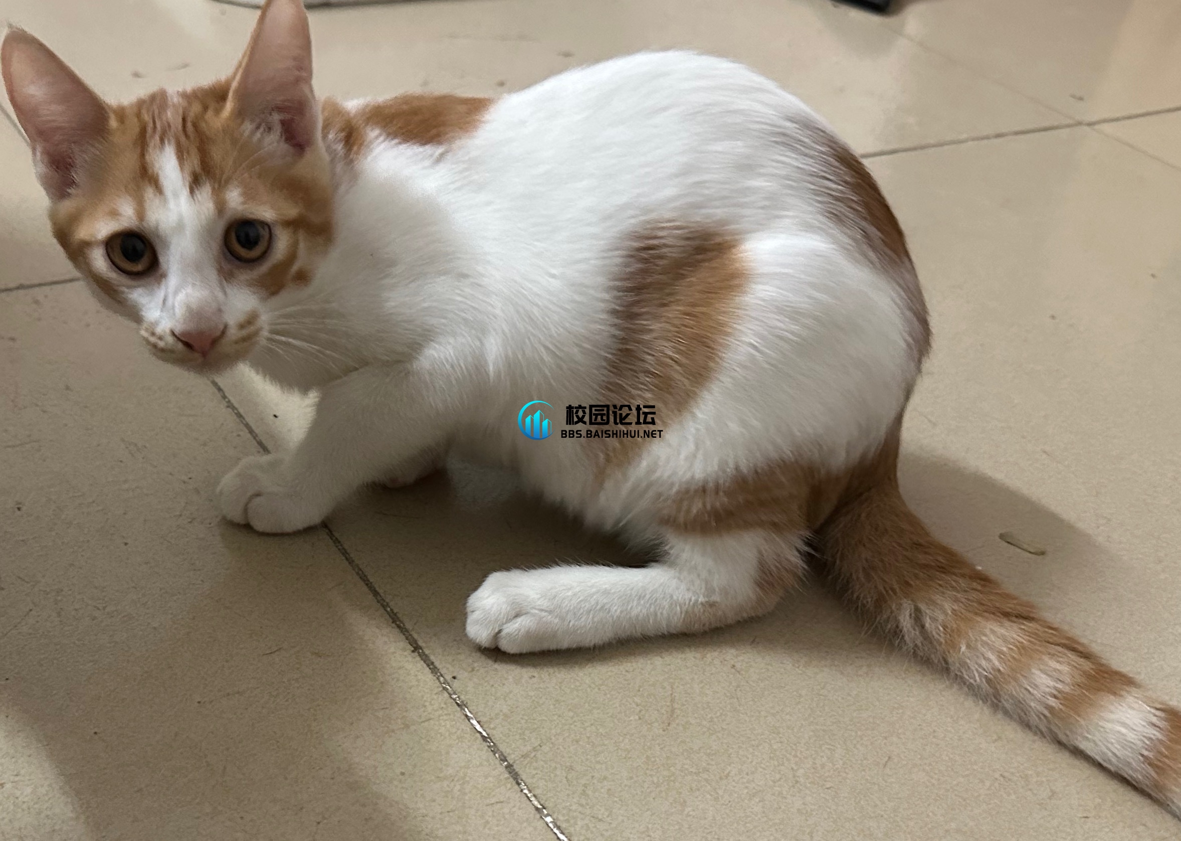 小猫咪 - 校园论坛