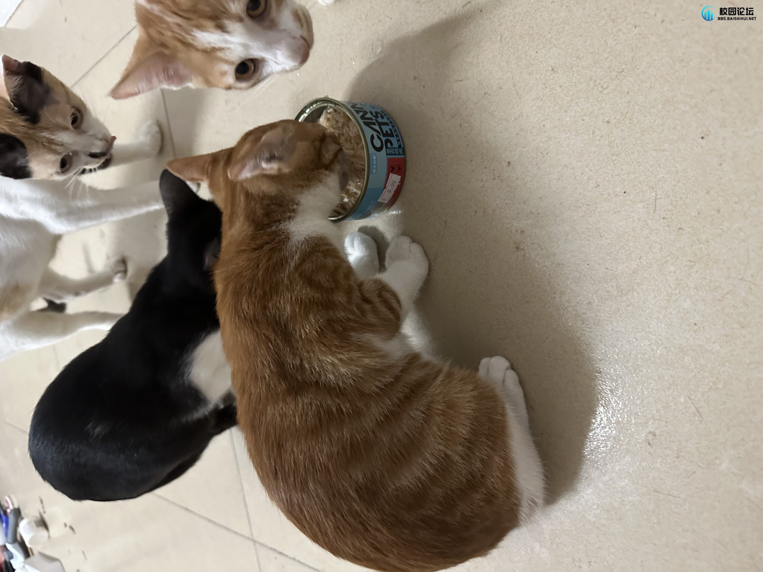 小猫咪 - 校园论坛