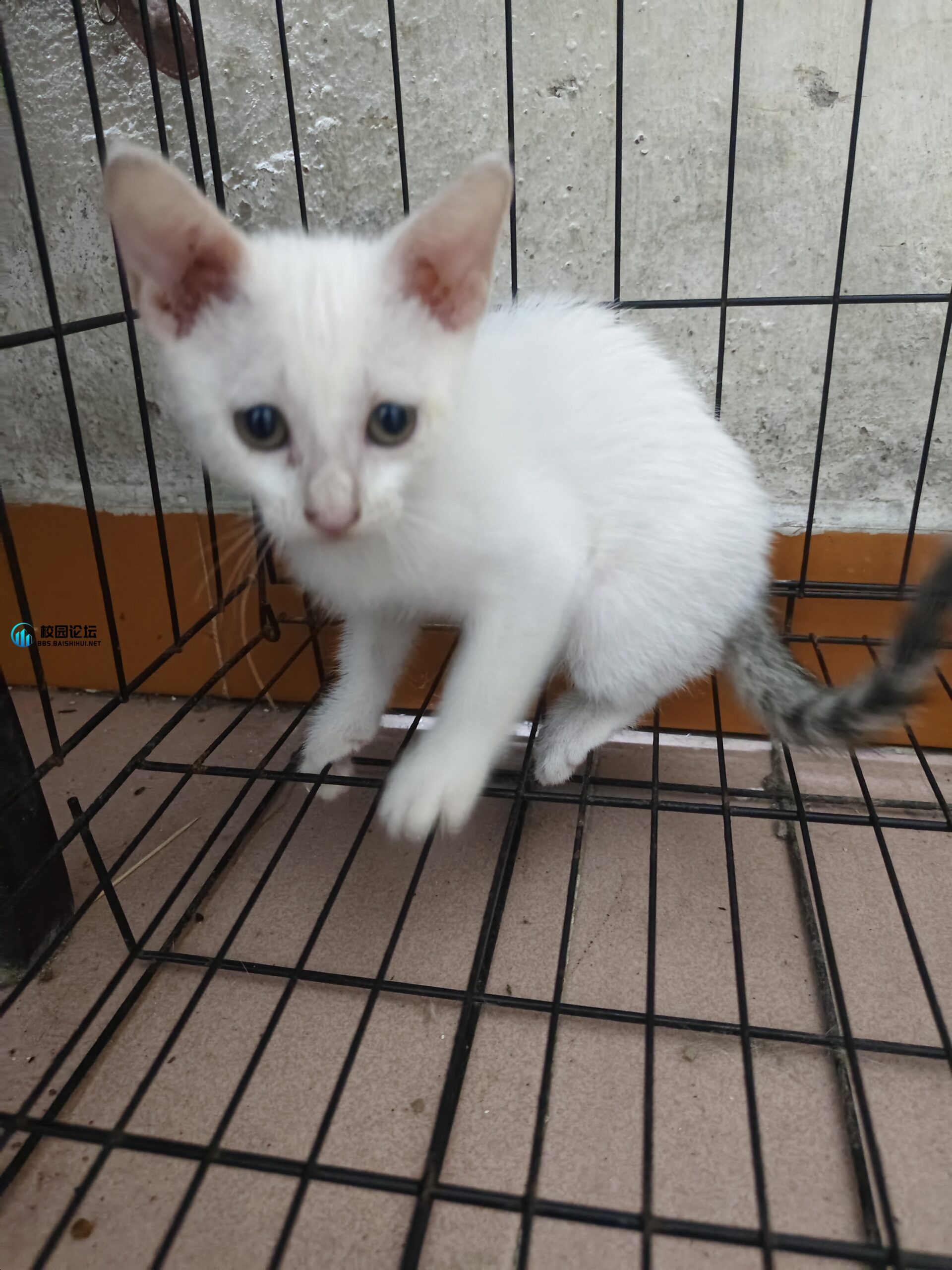 出售自家猫要的来 - 校园论坛