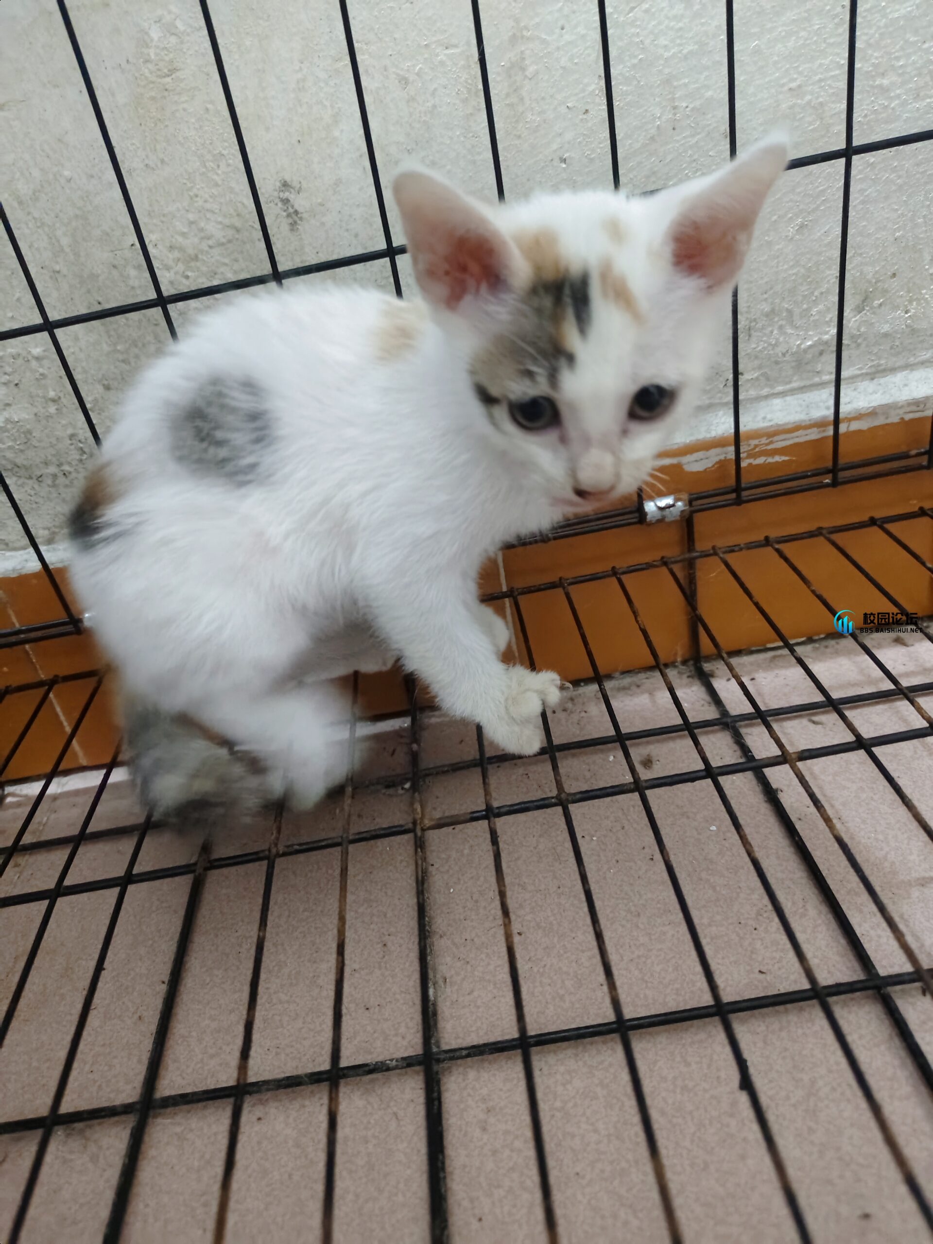 出售自家猫要的来 - 校园论坛