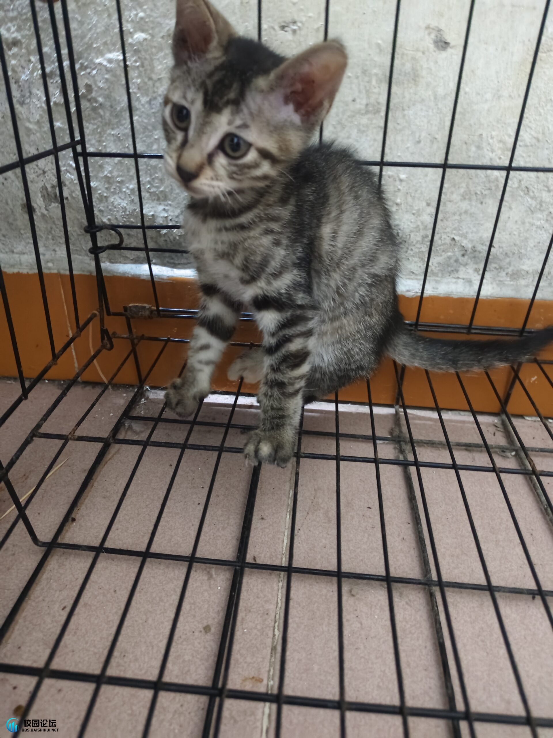 出售自家猫要的来 - 校园论坛