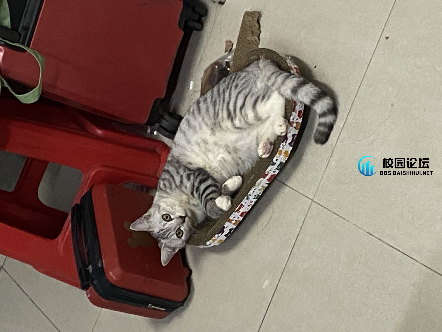 20240301230117947-6089a8d5a1dd461f4c89d4c81150fa68