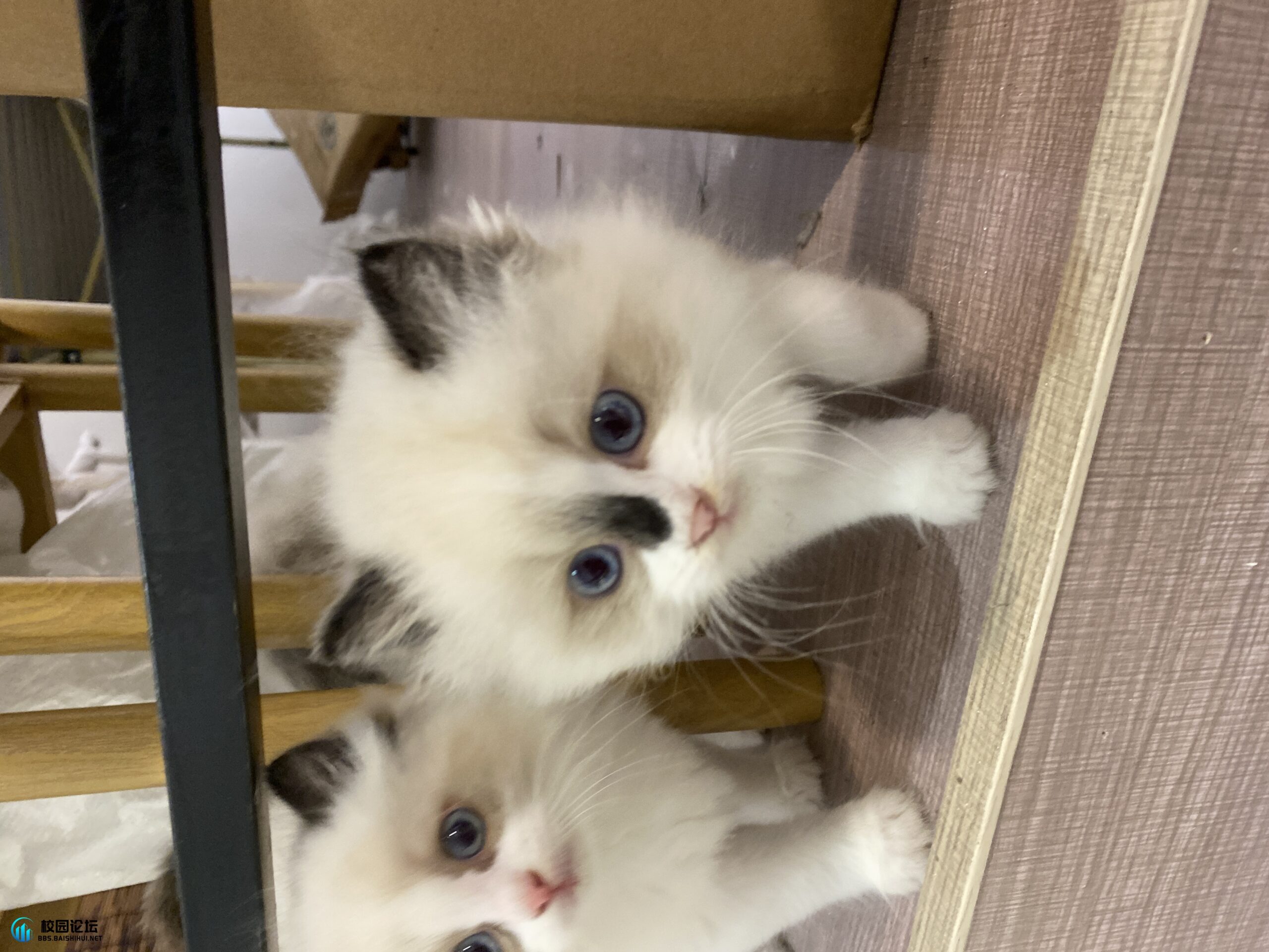 20240323215812290-IMG_4046