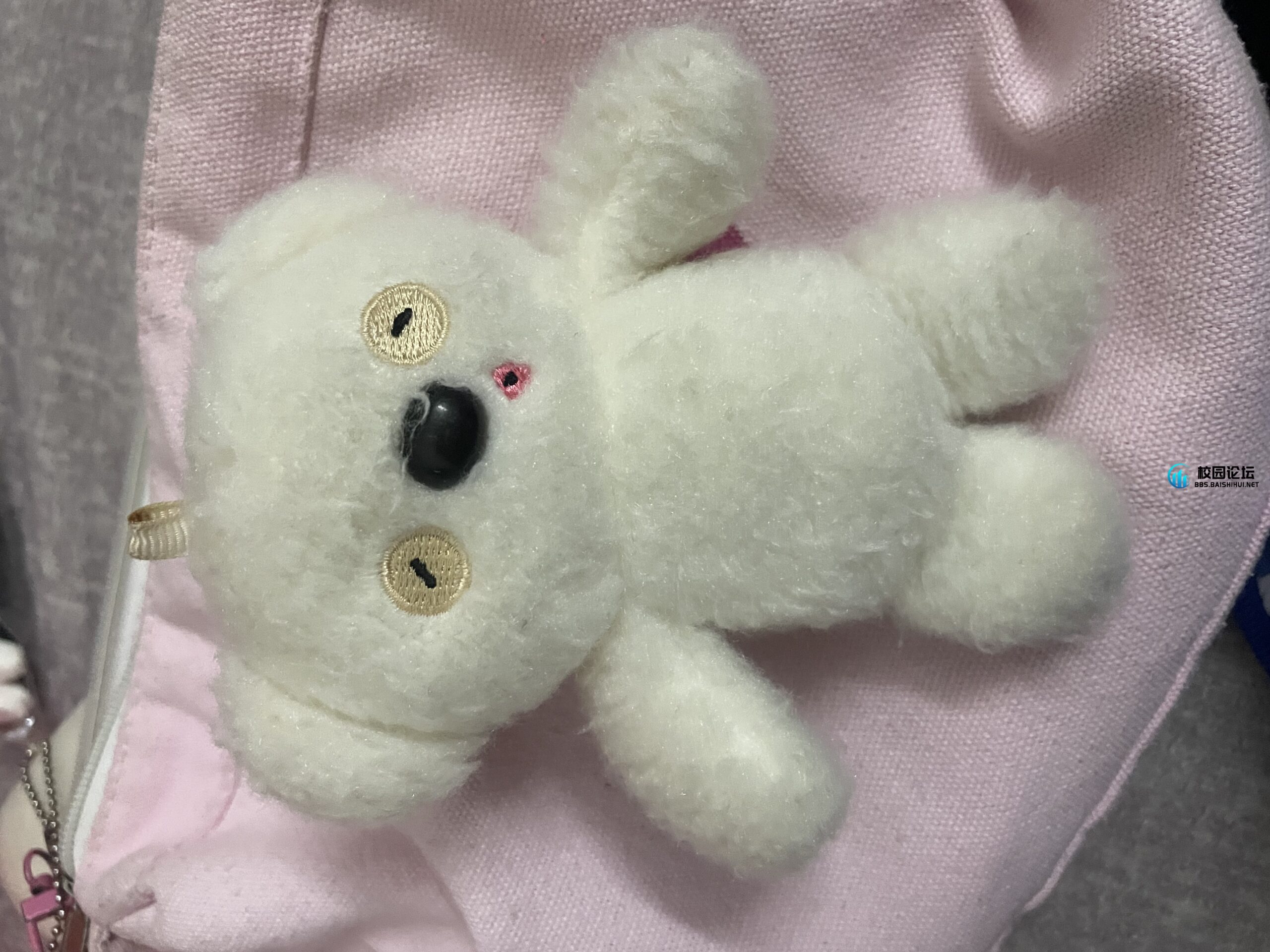 捡到个小熊 - 校园论坛