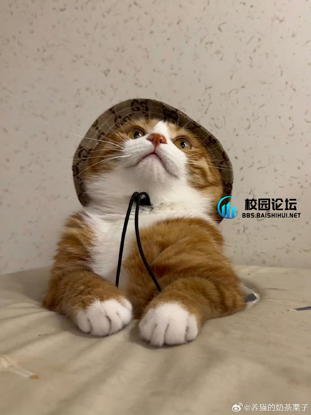 🍊🍊🍊的头像 - 校园论坛