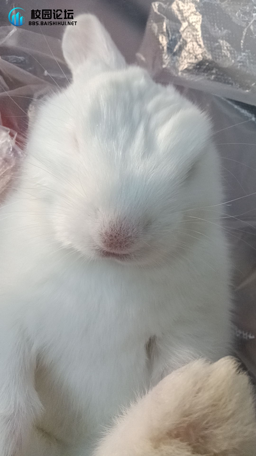 有没有人收养兔子 - 校园论坛