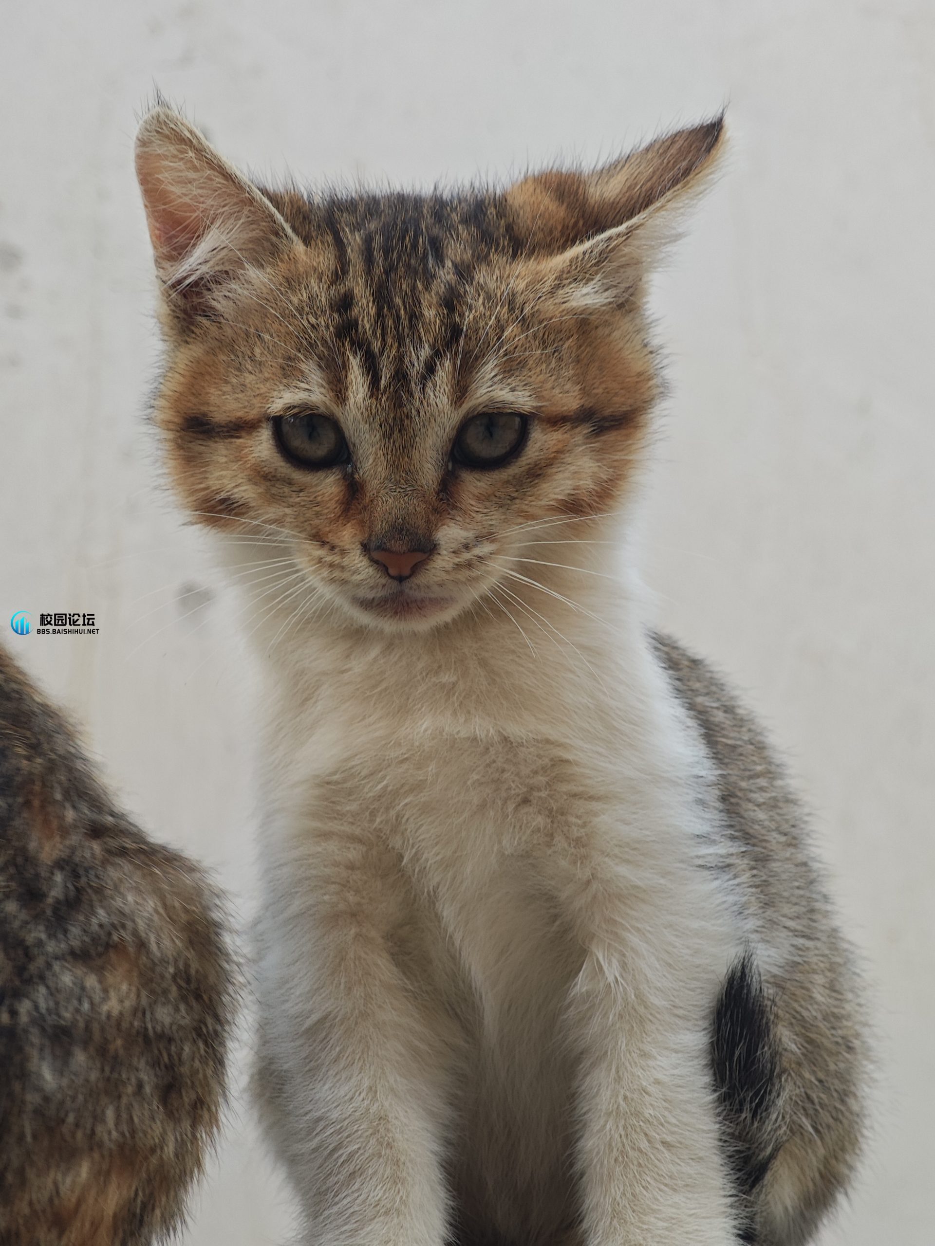 小猫领养 - 校园论坛