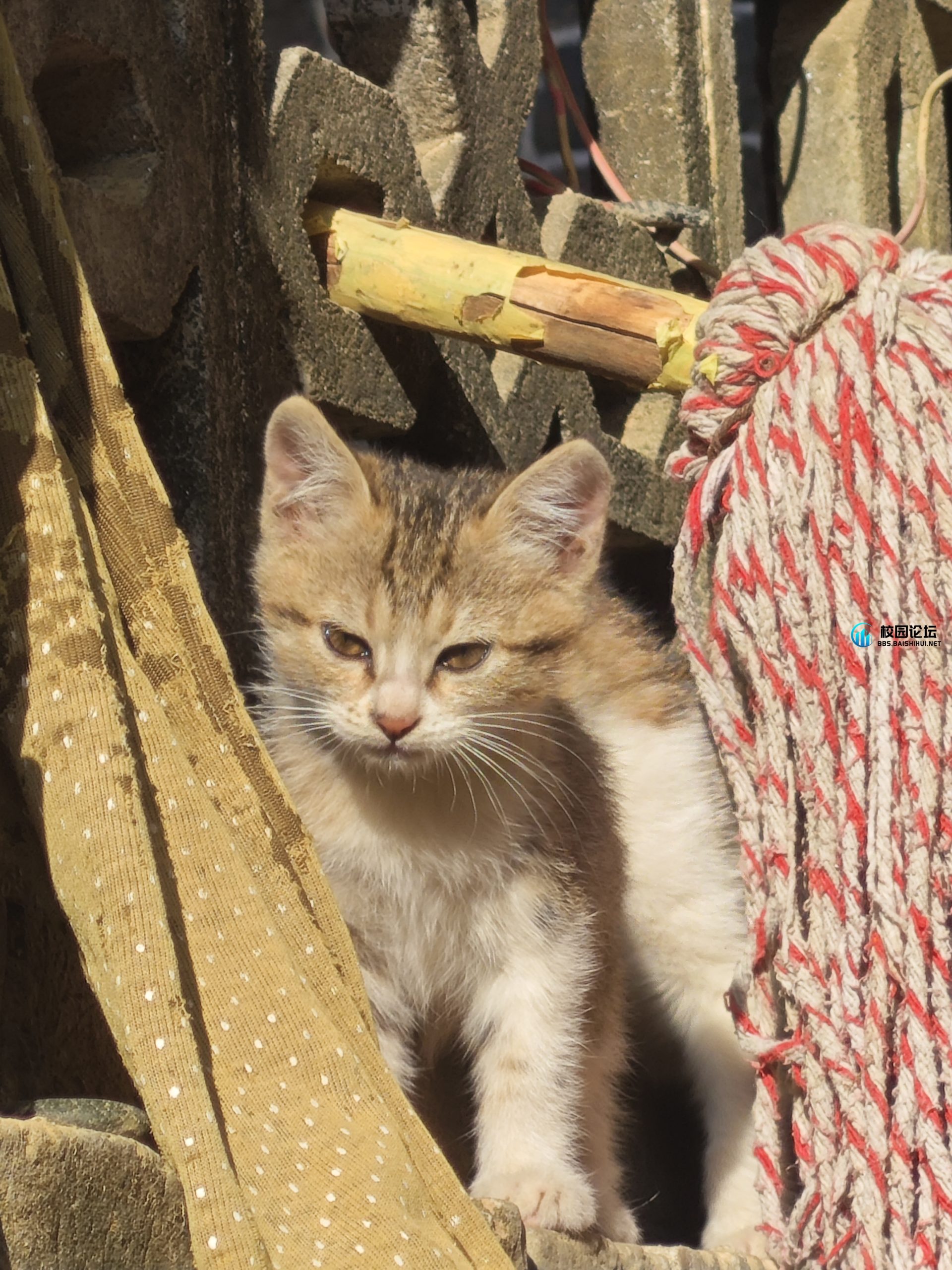 小猫领养 - 校园论坛
