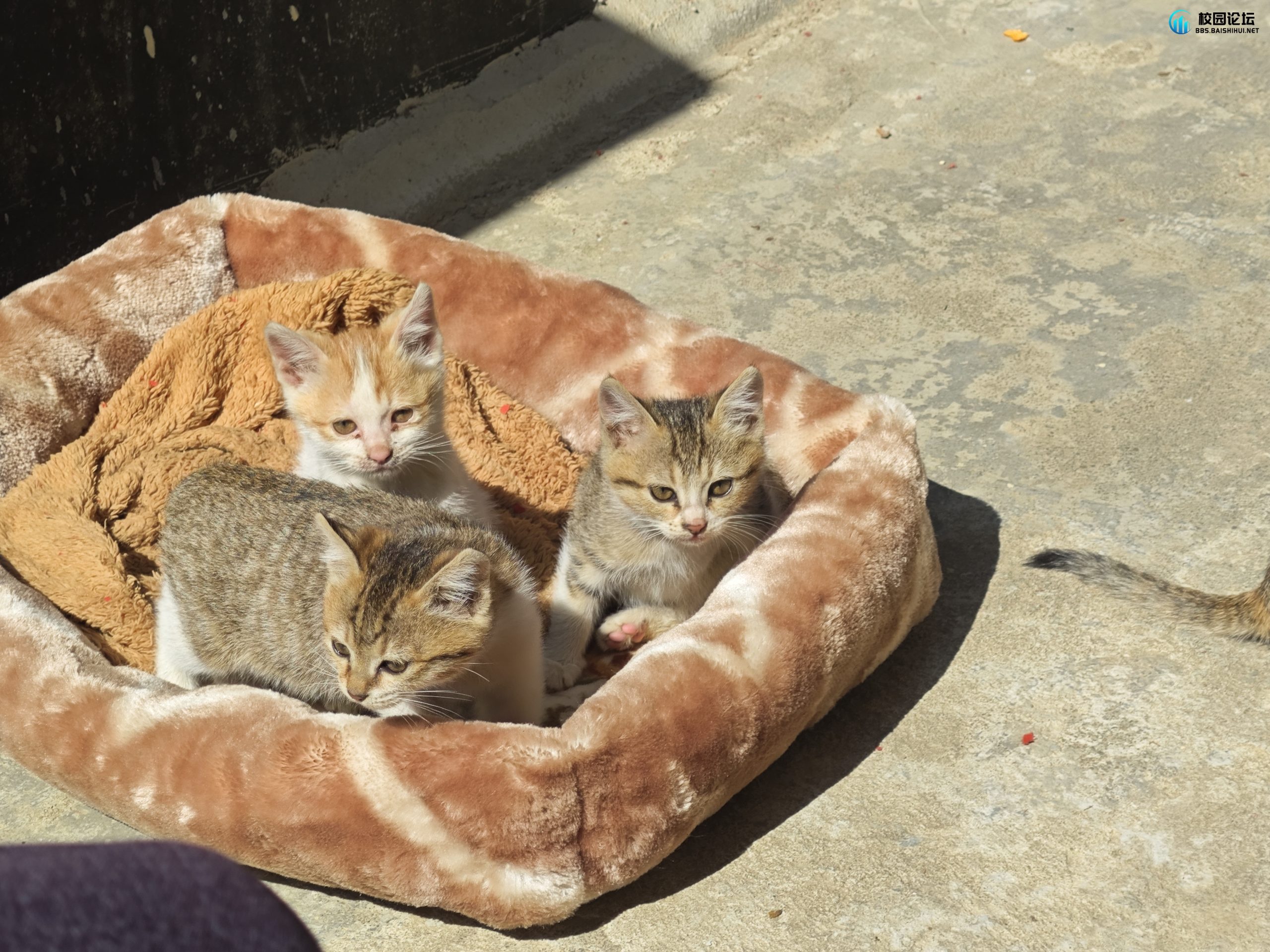 小猫领养 - 校园论坛