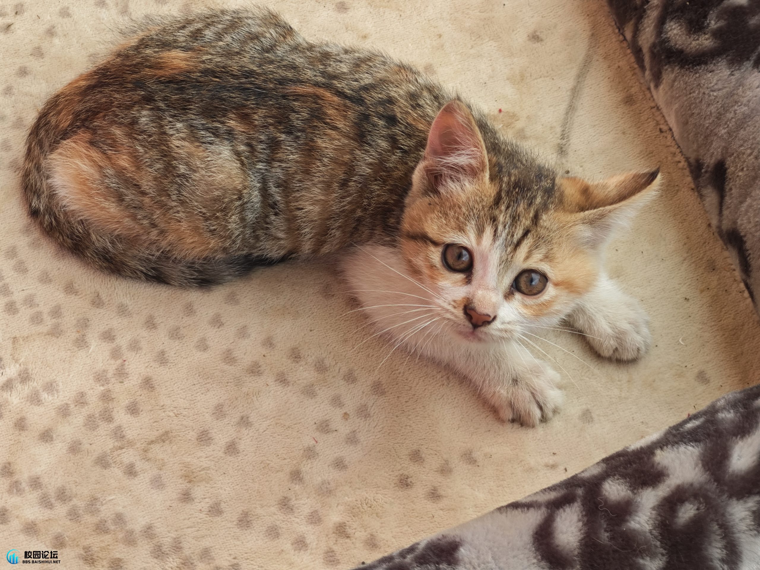小猫领养 - 校园论坛