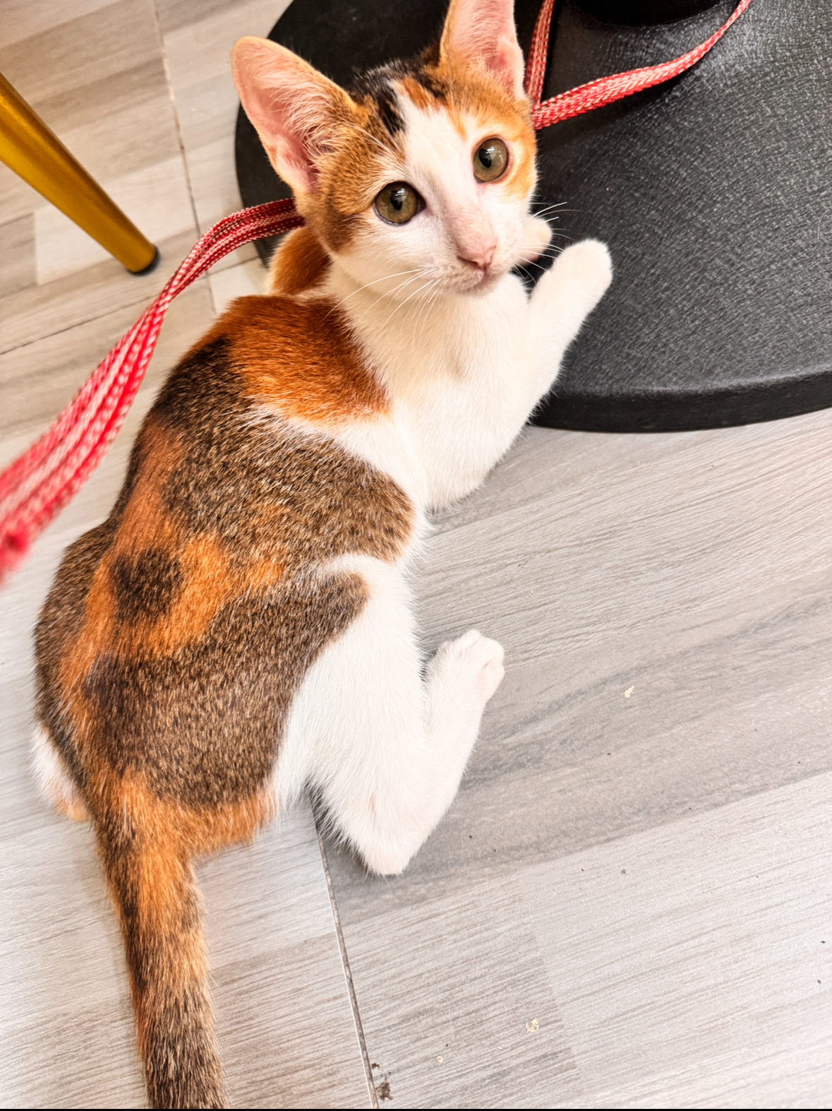 寻猫启事 - 校园论坛