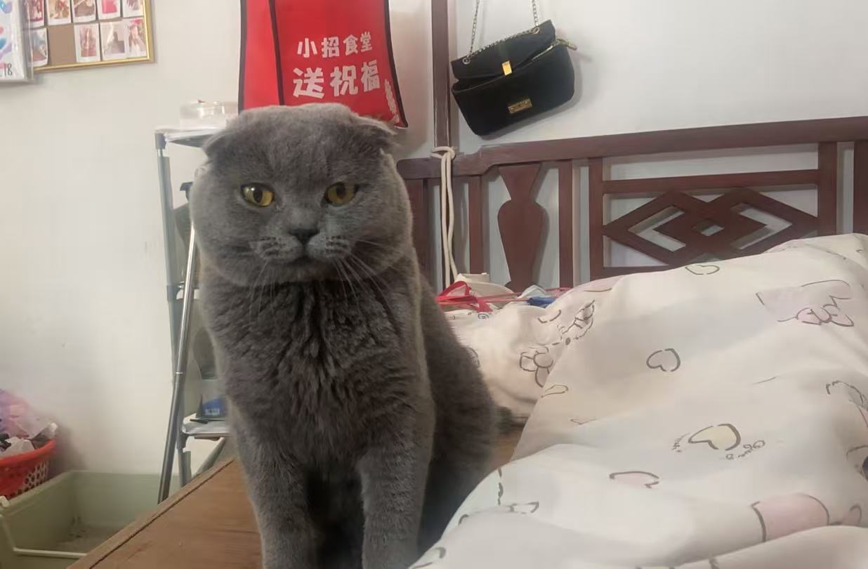 出折耳蓝猫 - 校园论坛