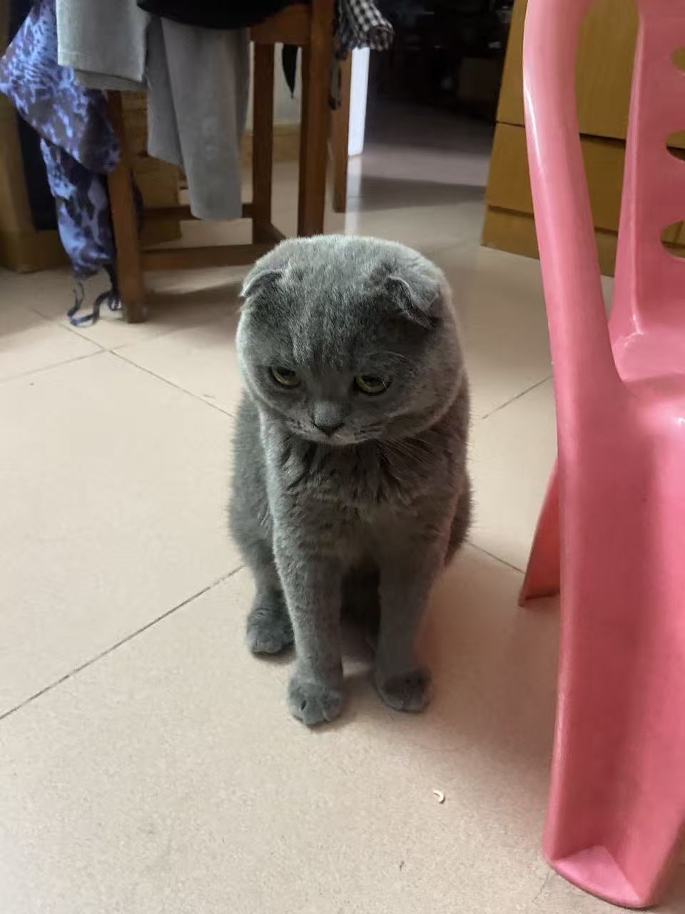 出折耳蓝猫 - 校园论坛