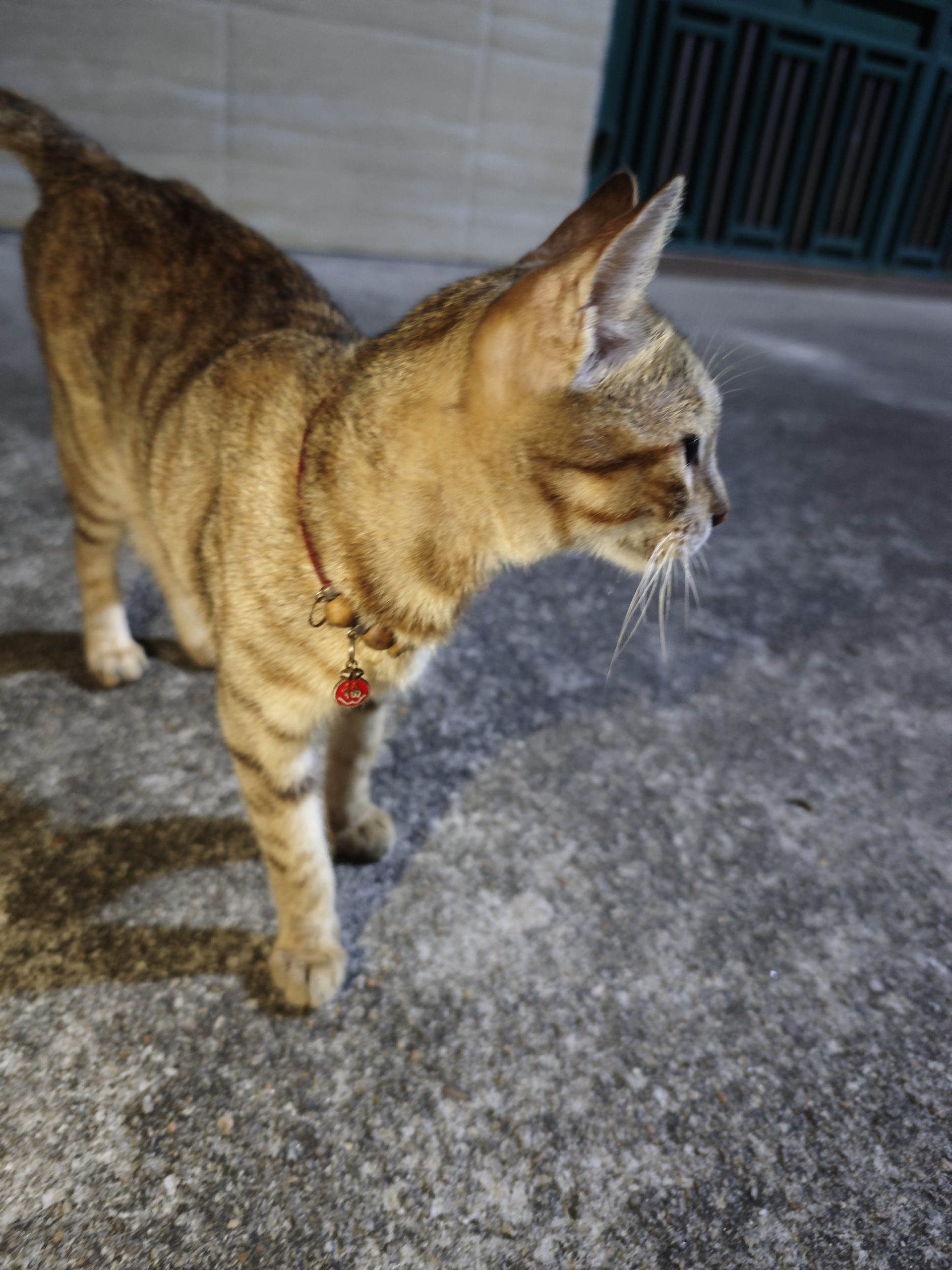 走失的猫猫 - 校园论坛