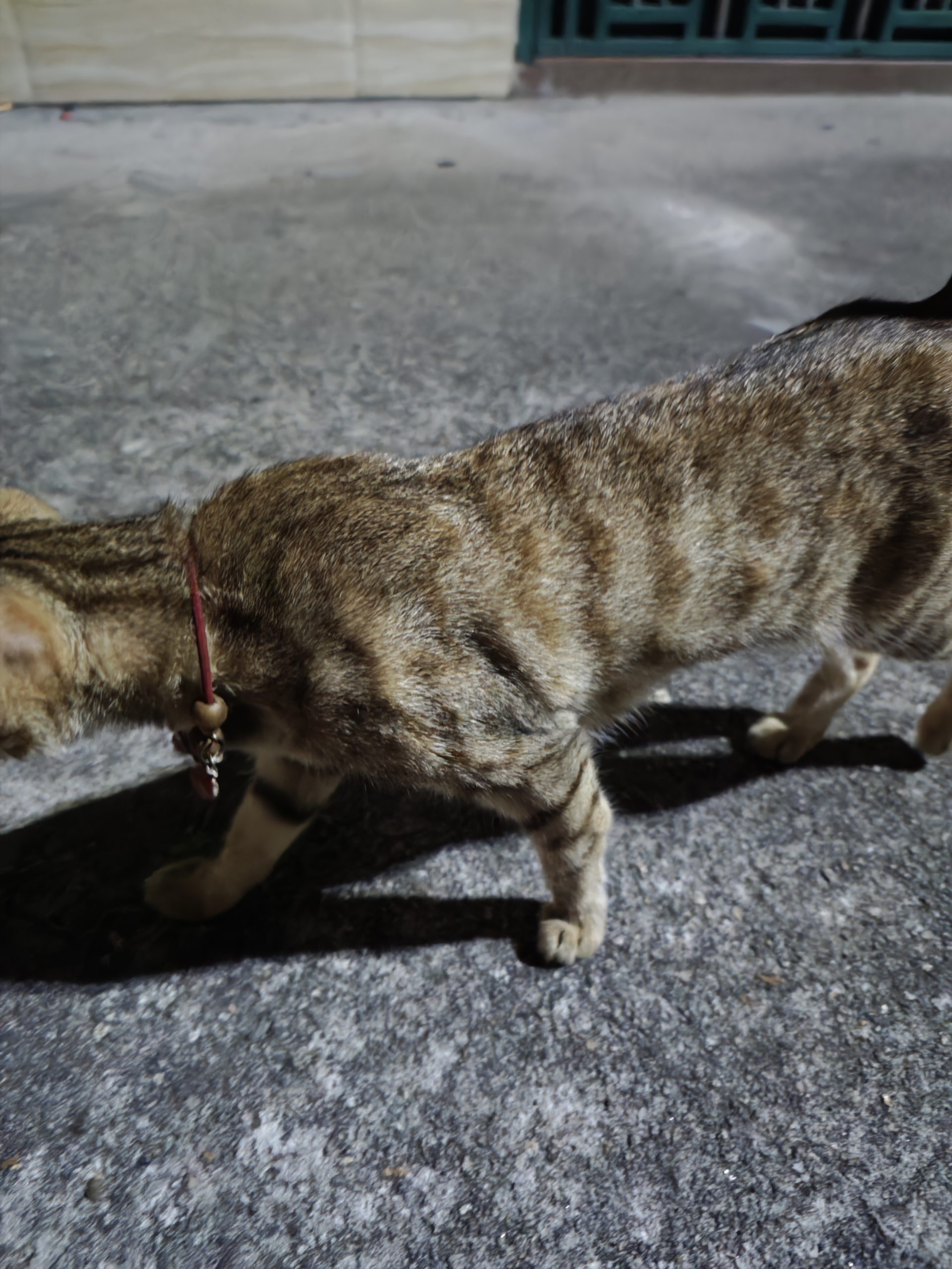 走失的猫猫 - 校园论坛