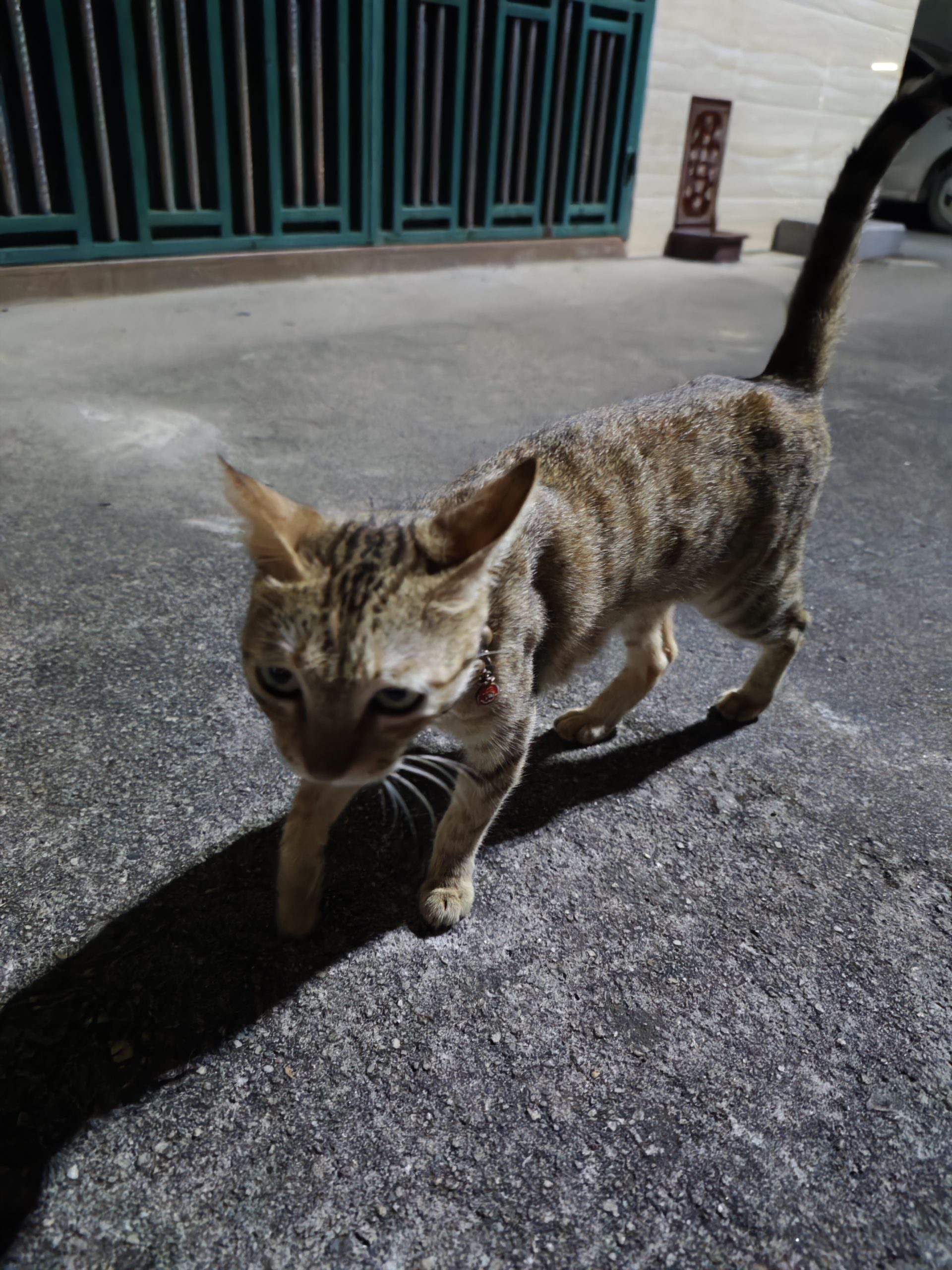 走失的猫猫 - 校园论坛