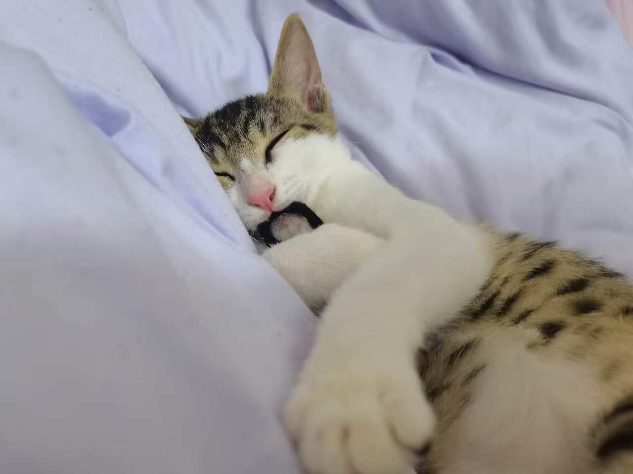 无偿领养 - 校园论坛