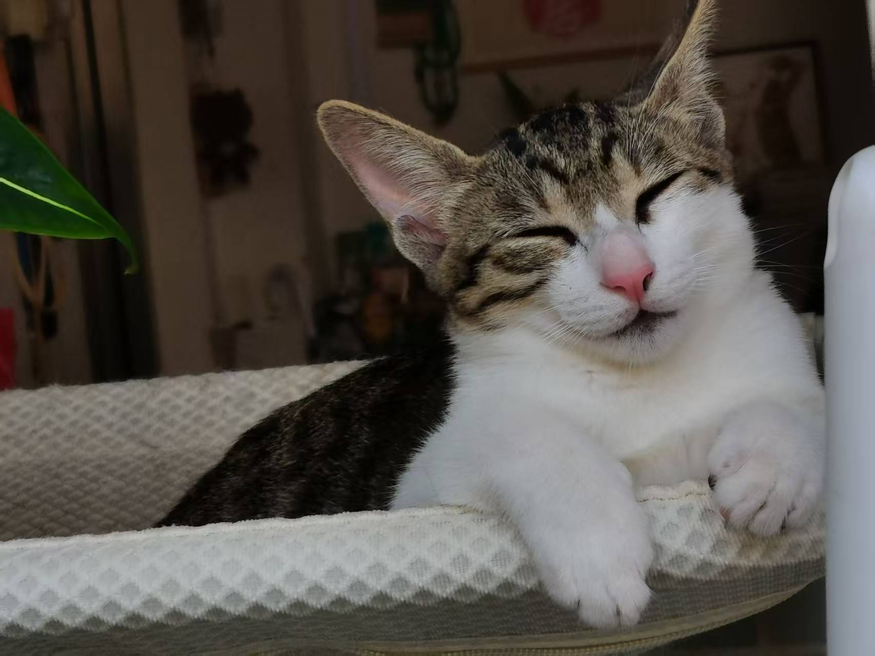 无偿领养 - 校园论坛