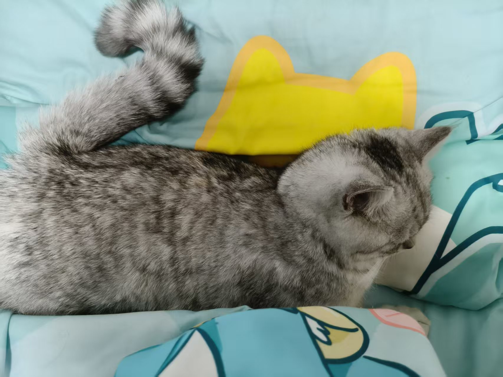 找猫重谢找猫重谢 求求大家了 - 校园论坛