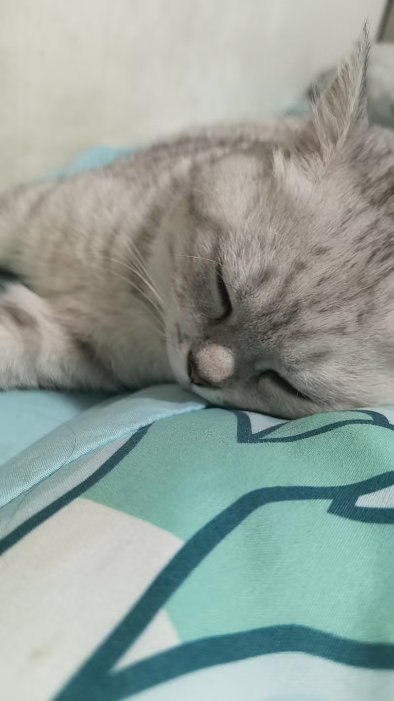 找猫重谢找猫重谢 求求大家了 - 校园论坛