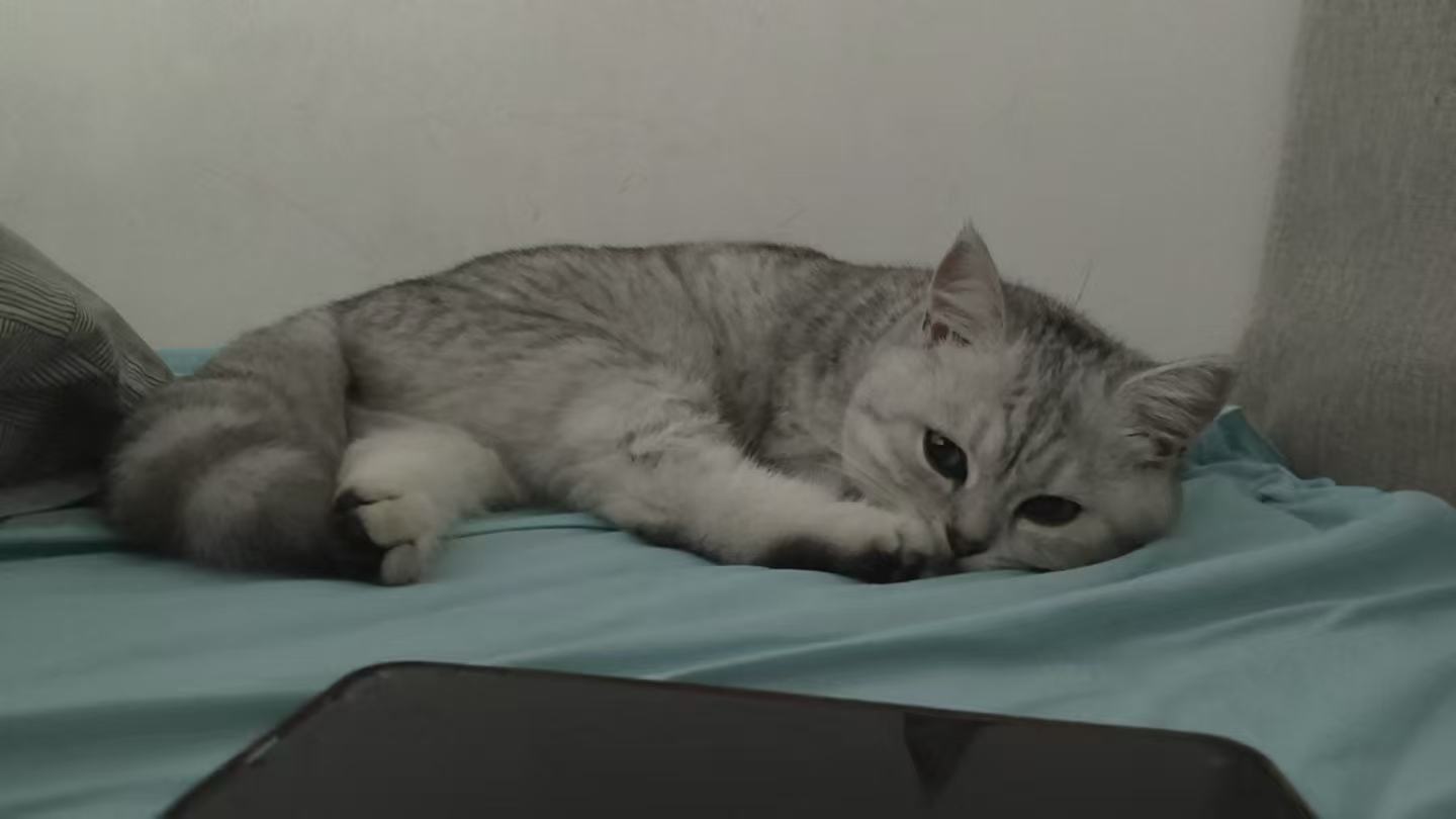 找猫重谢找猫重谢 求求大家了 - 校园论坛