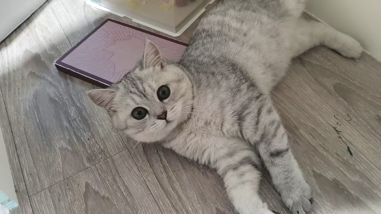 找猫重谢找猫重谢 求求大家了 - 校园论坛