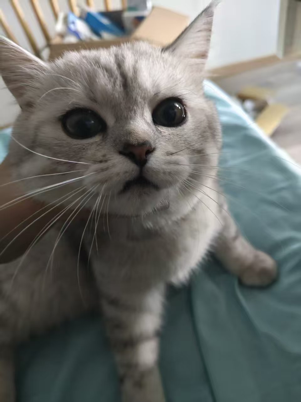 20260331084804725-mmexport1774916183237