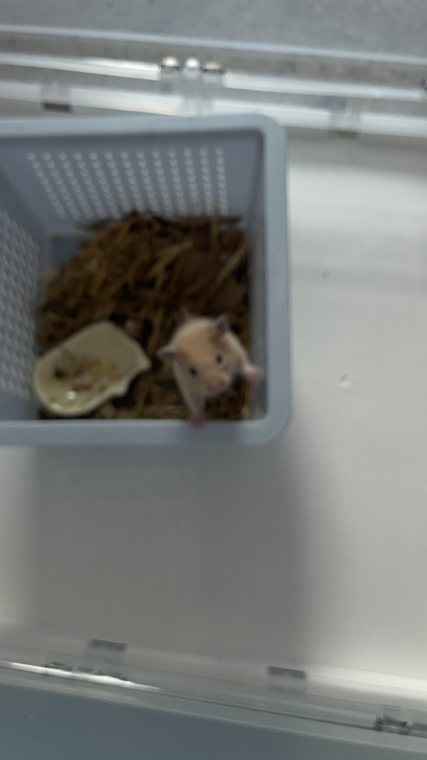 有人有领养仓鼠吗 - 校园论坛